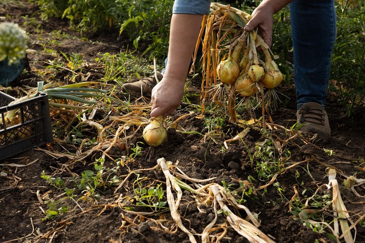 Nová záhrada - skladovanie úrody